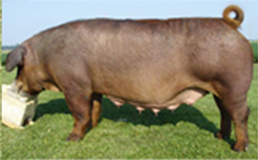 JJ Genetics
