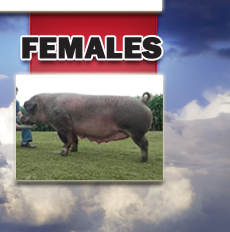 Females