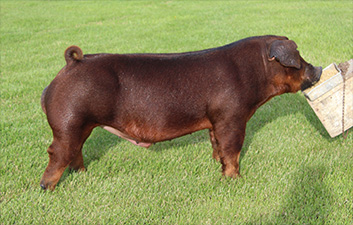 JJ Genetics Winners