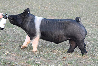 JJ Genetics Winners