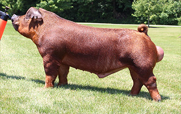 JJ Genetics Winners
