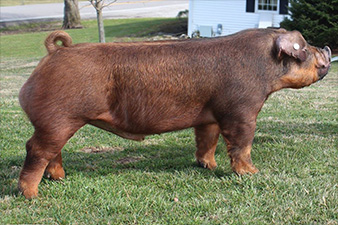JJ Genetics Winners
