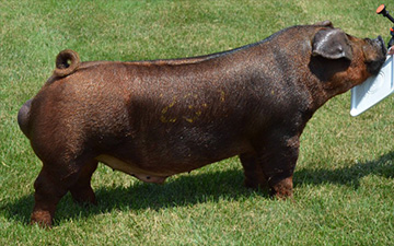 JJ Genetics Winners